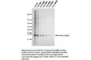 Image no. 1 for anti-Histone H4 (3meLys20) antibody (ABIN1042606) (Histone H4 anticorps  (3meLys20))