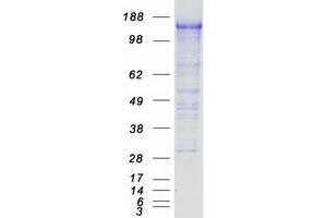 Protocadherin 7 (PCDH7) (Transcript Variant C) protein (Myc-DYKDDDDK Tag)