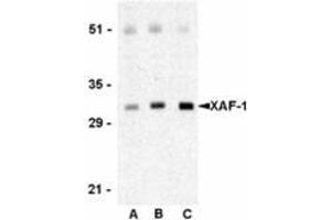 Western blot analysis of XAF-1 in human spleen lysate with this product at 0.