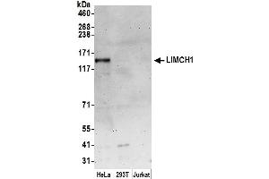 anti-LIM and Calponin Homology Domains 1 (LIMCH1) (AA 250-300) antibody