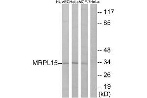 Western Blotting (WB) image for anti-Mitochondrial Ribosomal Protein L15 (MRPL15) (Internal Region) antibody (ABIN1850548)