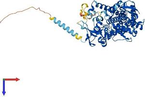 AlphaFold protein structure predicition of Mouse Recombinant Cyp2u1 Protein, UniprotID Q9CX98
