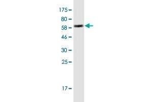 Western Blot detection against Immunogen (63.