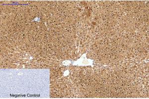 Immunohistochemical analysis of paraffin-embedded rat liver tissue. (HAO1 anticorps)