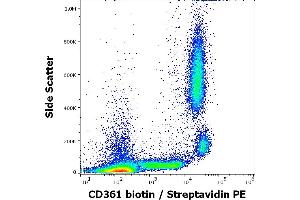 Flow cytometry surface staining pattern of human peripheral whole blood stained using anti-human CD361 (MEM-216) Biotin antibody (concentration in sample 6 μg/mL, Streptavidin PE). (EVI2B anticorps  (Biotin))