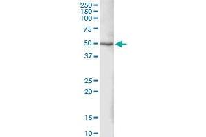 Immunoprecipitation of MAP2K2 transfected lysate using anti-MAP2K2 MaxPab rabbit polyclonal antibody and Protein A Magnetic Bead , and immunoblotted with MAP2K2 purified MaxPab mouse polyclonal antibody (B01P) .