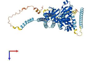 AlphaFold protein structure predicition of Human Recombinant ADCK5 Protein, UniprotID Q3MIX3