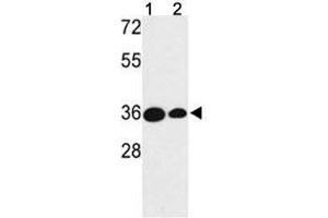 Western blot analysis of TAZ antibody and (1) MDA-MB231 and (2) NCI-H460 lysate. (TAZ anticorps  (AA 32-60))