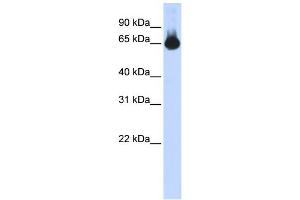 WB Suggested Anti-FOXG1 Antibody Titration: 0.