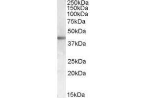 ABIN238653 (1µg/ml) staining of Human Skin lysate (35µg protein in RIPA buffer).