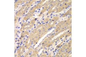 Immunohistochemistry of paraffin-embedded mouse kidney using ERGIC2 antibody at dilution of 1:100 (x400 lens). (ERGIC2 anticorps)