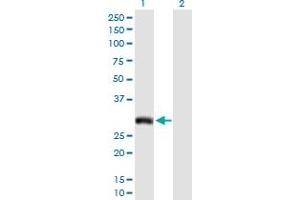 Western Blot analysis of AQP7 expression in transfected 293T cell line by AQP7 MaxPab polyclonal antibody. (Aquaporin 7 anticorps  (AA 1-342))