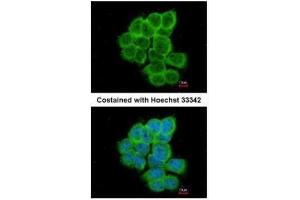 ICC/IF Image Immunofluorescence analysis of paraformaldehyde-fixed A431, using RGS17, antibody at 1:200 dilution. (RGS17 anticorps  (C-Term))