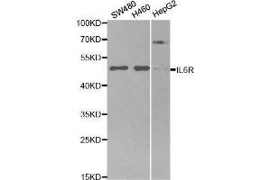 Western blot analysis of extracts of various cell lines, using IL6R antibody. (IL-6 Receptor anticorps  (AA 20-320))