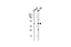 anti-C109B (AA 291-320), (C-Term) antibody