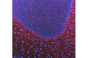 IF analysis of SLC6A1 using anti-SLC6A1 antibody (ABIN5518957). (SLC6A1 anticorps  (N-Term))