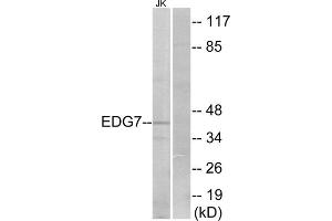 Western blot analysis of extracts from Jurkat cells, using EDG7 antibody. (LPAR3 anticorps  (Internal Region))