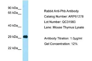 Western Blotting (WB) image for anti-Prohibitin (PHB) (C-Term) antibody (ABIN2788746) (Prohibitin anticorps  (C-Term))