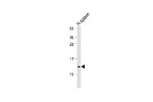 Anti-IFI27 Antibody (C-Term) at 1:500 dilution + Human spleen lysate Lysates/proteins at 20 μg per lane. (IFI27 anticorps  (AA 72-106))