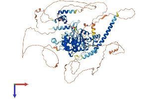 AlphaFold protein structure predicition of Mouse Recombinant Otud7a Protein, UniprotID Q8R554