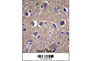 ANKS1B Antibody immunohistochemistry analysis in formalin fixed and paraffin embedded human brain tissue followed by peroxidase conjugation of the secondary antibody and DAB staining. (ANKS1B anticorps  (AA 570-599))