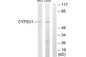 Western blot analysis of extracts from HeLa cells and Lovo cells, using CYP2U1 antibody. (CYP2U1 anticorps  (Internal Region))