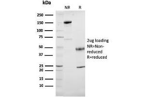 SDS-PAGE Analysis Purified Cytochrome C Mouse Monoclonal Antibody (7H8. (Cytochrome C anticorps  (AA 1-80))