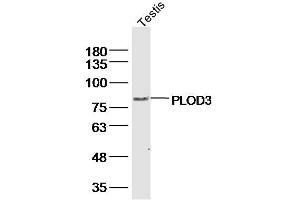 Mouse estis lysates probed with PLOD3 Polyclonal Antibody, Unconjugated  at 1:300 dilution and 4˚C overnight incubation. (PLOD3 anticorps  (AA 551-650))
