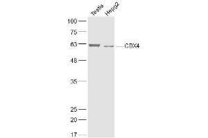 Lane 1: Mouse testis lysates Lane 2: Human HepG2 lysates probed with CBX4 Polyclonal Antibody, Unconjugated  at 1:300 dilution and 4˚C overnight incubation. (CBX4 anticorps  (AA 401-500))