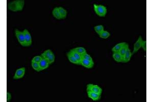 Immunofluorescent analysis of HepG2 cells using ABIN7167671 at dilution of 1:100 and Alexa Fluor 488-congugated AffiniPure Goat Anti-Rabbit IgG(H+L)