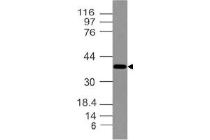 Image no. 1 for anti-Distal-Less Homeobox 3 (DLX3) (AA 93-282) antibody (ABIN5027158) (DLX3 anticorps  (AA 93-282))