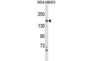 Western Blotting (WB) image for anti-Tonsoku-Like, DNA Repair Protein (NFKBIL2) antibody (ABIN2999689) (NFKBIL2 anticorps)