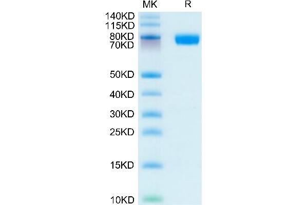 CD200R1 Protein (AA 27-266) (Fc Tag)