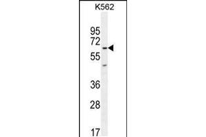 Western blot analysis in K562 cell line lysates (35ug/lane). (KBTBD5 anticorps  (AA 349-377))