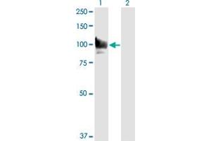 Western Blot analysis of STAT6 expression in transfected 293T cell line by STAT6 monoclonal antibody (M01), clone 6C10.