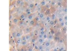 IHC-P analysis of Rat Tissue, with DAB staining. (HYAL1 anticorps  (AA 40-449))