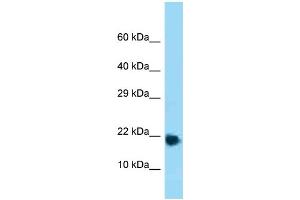 WB Suggested Anti-Rpl32 Antibody Titration: 1. (RPL32 anticorps  (Middle Region))