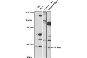 Western blot analysis of extracts of various cell lines, using MRPS33 antibody (ABIN7268586) at 1:1000 dilution. (MRPS33 anticorps  (AA 1-106))