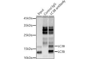 Immunoprecipitation analysis of 300 μg extracts of 293T cells using 3 μg LC3B antibody (ABIN7268519). (LC3B anticorps)