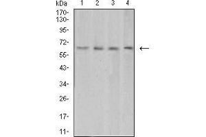 Western blot analysis using VEGFA mouse mAb against HUVEC (1), HEK293 (2), Jurkat (3), and Hela (4) cell lysate.