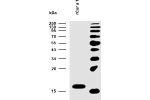 Reactivity of rCor a 1 with sIgE antibodies in plasma of a patient with confirmed presence (routine clinical test) of specific IgE antibodies to common hazel pollen.