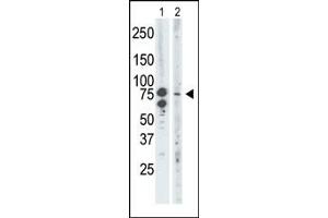 The anti-BRD3 Pab (ABIN392610 and ABIN2842132) is used in Western blot to detect BRD3 in mouse brain tissue lysate (Lane 1) and Saos-2 cell lysate (Lane 2). (BRD3 anticorps  (C-Term))