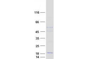 Validation with Western Blot (PSMG3 Protein (Transcript Variant 1) (Myc-DYKDDDDK Tag))