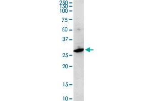 F11R MaxPab rabbit polyclonal antibody.