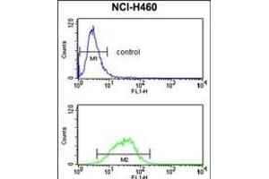 G Antibody (Center) (ABIN652791 and ABIN2842519) flow cytometry analysis of NCI- cells (bottom histogram) compared to a negative control cell (top histogram). (MAG anticorps  (AA 439-466))