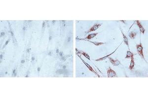 Immunocytochemistry/Immunofluorescence analysis using Mouse Anti-Hsp60 Monoclonal Antibody, Clone LK1, .