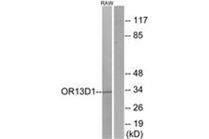 Western Blotting (WB) image for anti-Olfactory Receptor, Family 13, Subfamily D, Member 1 (OR13D1) (AA 231-280) antibody (ABIN2890965) (OR13D1 anticorps  (AA 231-280))