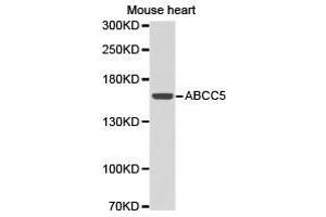 Western Blotting (WB) image for anti-ATP-Binding Cassette, Sub-Family C (CFTR/MRP), Member 5 (ABCC5) antibody (ABIN1870723) (ABCC5 anticorps)