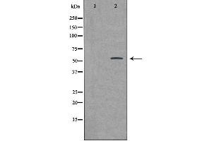 Western blot analysis of extracts from HeLa cells using BMP3 antibody. (BMP3 anticorps  (Internal Region))