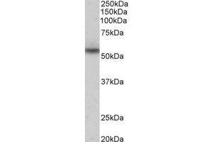 Western Blotting (WB) image for anti-MARE (C16orf35) (Internal Region) antibody (ABIN2464997) (Mare/Nprl3/C16orf35 anticorps  (Internal Region))